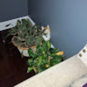 Meet your Posher, Syenna